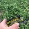 【價值典范~】青州芝櫻批發+山東芝櫻價格+芝櫻苗