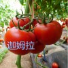 大紅番茄種子零售、以色列番茄種子批發我們更專業！！！