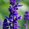四季草花價格|專業的四季草花價格供應商推薦