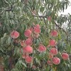 三八紅旗園藝_優質映霜紅供應商-青州映霜紅桃苗