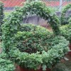 高品質秋菊哪里有供應-造型菊價格