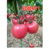 西紅柿種子批發到晨宏種業有限公司，【西紅柿種子】放心又實惠