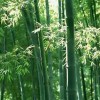 江蘇綠化竹子-[宏勝花卉苗木]竹子系列品種優異
