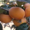 臨沂市河東區信嘉苗木種植專業合作社新品種甜柿簡介
我就現在主要推廣的甜柿品種的優點不足向大家介紹一下,供大家借鑒和參考(僅供參考)
一、我國原產完全甜柿
1、羅田甜柿。
優點:果皮較細膩,無裂紋,纖維中等,可溶性固形物18%,肉質脆而致密,少耐貯運,品質上,大小整齊。
缺點:果實小,溫度低的地區較難在樹上自然脫澀,果肉有黑斑,種子小,有4-6粒,外觀顏色差。
建議:可以作為甜柿的種質資源或嫁接砧木。
2、甜寶蓋
優點:果個大,與君遷子嫁接成活率高,肉質松脆,味較甜。
不足:果面有環形紋或皺紋,有縊痕,耐貯性差,顏色為橙色。
建議:可以在河南、安徽、湖北等距城較近的地方少量發展。
3、秋艷
  優點:肉質脆,甜度大。
不足:果個不大,顏色橙色。
  建議:可以作為采摘園少量發展。
二、日本原產甜柿
1、早秋
優點:成熟較早,果個中等,果實橙紅色,無網紋,無損果少,成熟早,果肉橙紅色,松脆,汁特多,味甜,口感好。
不足:單性結實能力弱,與君遷子嫁接親和力弱。
建議:適量發展時應配置授粉樹,繁殖苗木應該用本砧或中間砧木。
2、次郎
優點:果個較大,汁液較多,味稍甜,耐貯藏,單性結果能力中等,是我國的主栽品種,適應性強,經濟栽培應在長江流域以南地區。
不足:果實過大時果頂易裂,在貧瘠地或追肥不及時,會造成后期落果,品質一般。
建議:若定位市場不是高端市場,可以規模發展。
3、陽豐
優點:果個大,大小整齊,單獨栽植無核,顏色好,汁液多,味甘甜,連續結果能力強、早果豐產高產,極耐貯運、單性結果,抗病強,好管理。
缺點:果皮厚,品質一般,需高水肥。
建議:可大量發展
4、大秋
優點:肉細膩,甜度大,酥脆,口感甜爽,是最好吃的甜柿品種。耐貯運。
不足:與君遷子不親和,有蒂隙現象,北方著色不好,肥水跟不上,雄蕊較多。
建議:若定位高端市場,可以冒險規模發展。
5、甘秋
優點:果個較大,濃甜,坐果率高,是引進甜柿品種中,甜度最大的。
不足:果肉有褐斑,有成熟不一致現象。
建議:可適當發展
6、富有
優點:味甜,汁液多,耐貯運,易成花,結果早,豐產。
不足:與君遷子不親和,坐果多時,果個小。
建議:可適量發展。
7、伊豆
優點:果肉火紅色,肉質脆,汁液多,味濃甜。
缺點:與君遷子嫁接親和力弱,不耐貯運,在樹上易軟化,適應性差。
建議:需要試栽成功后再擴大面積發展,以免造成經濟損失。
8、新秋
優點:果實大,果肉褐斑少,汁液中等,味甜。著果率高,生理落果少,豐產,抗病。
不足:在干旱有風地區近果頂處易污染軟化。
建議:在成熟時濕潤少風地區或大棚內,適量發展。
9、興津20
優點:外觀美,果實較大,褐斑少,肉質松脆,汁液多,味濃甜。
不足:果實軟化速度快,硬果期短,不耐貯運。
地址:山東省臨沂市河東區(臨沂市河東區信嘉苗木種植專業合作社)
聯系人:王先生     電話、微信:15953912102
