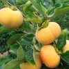 臨沂市河東區信嘉苗木種植專業合作社新品種甜柿簡介
我就現在主要推廣的甜柿品種的優點不足向大家介紹一下,供大家借鑒和參考(僅供參考)
一、我國原產完全甜柿
1、羅田甜柿。
優點:果皮較細膩,無裂紋,纖維中等,可溶性固形物18%,肉質脆而致密,少耐貯運,品質上,大小整齊。
缺點:果實小,溫度低的地區較難在樹上自然脫澀,果肉有黑斑,種子小,有4-6粒,外觀顏色差。
建議:可以作為甜柿的種質資源或嫁接砧木。
2、甜寶蓋
優點:果個大,與君遷子嫁接成活率高,肉質松脆,味較甜。
不足:果面有環形紋或皺紋,有縊痕,耐貯性差,顏色為橙色。
建議:可以在河南、安徽、湖北等距城較近的地方少量發展。
3、秋艷
  優點:肉質脆,甜度大。
不足:果個不大,顏色橙色。
  建議:可以作為采摘園少量發展。
二、日本原產甜柿
1、早秋
優點:成熟較早,果個中等,果實橙紅色,無網紋,無損果少,成熟早,果肉橙紅色,松脆,汁特多,味甜,口感好。
不足:單性結實能力弱,與君遷子嫁接親和力弱。
建議:適量發展時應配置授粉樹,繁殖苗木應該用本砧或中間砧木。
2、次郎
優點:果個較大,汁液較多,味稍甜,耐貯藏,單性結果能力中等,是我國的主栽品種,適應性強,經濟栽培應在長江流域以南地區。
不足:果實過大時果頂易裂,在貧瘠地或追肥不及時,會造成后期落果,品質一般。
建議:若定位市場不是高端市場,可以規模發展。
3、陽豐
優點:果個大,大小整齊,單獨栽植無核,顏色好,汁液多,味甘甜,連續結果能力強、早果豐產高產,極耐貯運、單性結果,抗病強,好管理。
缺點:果皮厚,品質一般,需高水肥。
建議:可大量發展
4、大秋
優點:肉細膩,甜度大,酥脆,口感甜爽,是最好吃的甜柿品種。耐貯運。
不足:與君遷子不親和,有蒂隙現象,北方著色不好,肥水跟不上,雄蕊較多。
建議:若定位高端市場,可以冒險規模發展。
5、甘秋
優點:果個較大,濃甜,坐果率高,是引進甜柿品種中,甜度最大的。
不足:果肉有褐斑,有成熟不一致現象。
建議:可適當發展
6、富有
優點:味甜,汁液多,耐貯運,易成花,結果早,豐產。
不足:與君遷子不親和,坐果多時,果個小。
建議:可適量發展。
7、伊豆
優點:果肉火紅色,肉質脆,汁液多,味濃甜。
缺點:與君遷子嫁接親和力弱,不耐貯運,在樹上易軟化,適應性差。
建議:需要試栽成功后再擴大面積發展,以免造成經濟損失。
8、新秋
優點:果實大,果肉褐斑少,汁液中等,味甜。著果率高,生理落果少,豐產,抗病。
不足:在干旱有風地區近果頂處易污染軟化。
建議:在成熟時濕潤少風地區或大棚內,適量發展。
9、興津20
優點:外觀美,果實較大,褐斑少,肉質松脆,汁液多,味濃甜。
不足:果實軟化速度快,硬果期短,不耐貯運。
地址:山東省臨沂市河東區(臨沂市河東區信嘉苗木種植專業合作社)
聯系人:王先生     電話、微信:15953912102