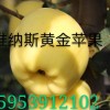 臨沂市河東區信嘉苗木種植專業合作社
蘋果新品種維納斯黃金蘋果
蘋果新品種維納斯黃金為日本前巖手大學農學部教授橫田清氏用金帥自然雜交種子播種選育的品種。2010年由日本國術專家熊谷先生引入。據專家介紹,該品種在日本很受歡迎,作為禮品果比富士價格高數倍。日本注冊名HARLIKAR,意思為時間和距離上比較遙遠,有未來和希望之意。與富士搭配的兩個顏色品種組合作為贈品極受歡迎,是蘋果界的“維納斯”,故暫命名為“維納斯黃金”。
維納斯黃金蘋果2010年由威海果茶站引自日本,2012年臨沂市河東區信嘉苗木種植專業合作社獨家引入臨沂市。果實采收成熟期在10月下旬至11月上旬,與富士采收期大致相當。果實長圓形,果皮無袋栽培為黃色,陽面淺紅色,套袋果優良。果肉黃色,較硬,肉質良好,果汁多,可溶性固形物含量15.06%,甜爽適口,有芳香味,品質極佳。均果重247g,果形指數0.94,硬度7.6Kg/cm2。該品種在日本很受消費者歡迎,價格明顯高于富士。現在蘋果產業體系,富士蘋果比更過大,品種單一化現象嚴重,不利于產業健康發展。維納斯黃金蘋果具有良好的早果、優質、豐產特性,可望成為與富士蘋果相媲美的一個劃時代新品種。
地址:山東省臨沂市河東區信嘉苗木種植專業合作社
電話:微信:13853981349      15953912102