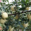 臨沂市河東區信嘉苗木種植專業合作社
蘋果新品種維納斯黃金蘋果
蘋果新品種維納斯黃金為日本前巖手大學農學部教授橫田清氏用金帥自然雜交種子播種選育的品種。2010年由日本國術專家熊谷先生引入。據專家介紹,該品種在日本很受歡迎,作為禮品果比富士價格高數倍。日本注冊名HARLIKAR,意思為時間和距離上比較遙遠,有未來和希望之意。與富士搭配的兩個顏色品種組合作為贈品極受歡迎,是蘋果界的“維納斯”,故暫命名為“維納斯黃金”。
維納斯黃金蘋果2010年由威海果茶站引自日本,2012年臨沂市河東區信嘉苗木種植專業合作社獨家引入臨沂市。果實采收成熟期在10月下旬至11月上旬,與富士采收期大致相當。果實長圓形,果皮無袋栽培為黃色,陽面淺紅色,套袋果優良。果肉黃色,較硬,肉質良好,果汁多,可溶性固形物含量15.06%,甜爽適口,有芳香味,品質極佳。均果重247g,果形指數0.94,硬度7.6Kg/cm2。該品種在日本很受消費者歡迎,價格明顯高于富士。現在蘋果產業體系,富士蘋果比更過大,品種單一化現象嚴重,不利于產業健康發展。維納斯黃金蘋果具有良好的早果、優質、豐產特性,可望成為與富士蘋果相媲美的一個劃時代新品種。
地址:山東省臨沂市河東區信嘉苗木種植專業合作社
電話:微信:13853981349      15953912102