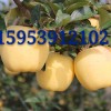 臨沂市河東區信嘉苗木種植專業合作社
蘋果新品種維納斯黃金蘋果
蘋果新品種維納斯黃金為日本前巖手大學農學部教授橫田清氏用金帥自然雜交種子播種選育的品種。2010年由日本國術專家熊谷先生引入。據專家介紹,該品種在日本很受歡迎,作為禮品果比富士價格高數倍。日本注冊名HARLIKAR,意思為時間和距離上比較遙遠,有未來和希望之意。與富士搭配的兩個顏色品種組合作為贈品極受歡迎,是蘋果界的“維納斯”,故暫命名為“維納斯黃金”。
維納斯黃金蘋果2010年由威海果茶站引自日本,2012年臨沂市河東區信嘉苗木種植專業合作社獨家引入臨沂市。果實采收成熟期在10月下旬至11月上旬,與富士采收期大致相當。果實長圓形,果皮無袋栽培為黃色,陽面淺紅色,套袋果優良。果肉黃色,較硬,肉質良好,果汁多,可溶性固形物含量15.06%,甜爽適口,有芳香味,品質極佳。均果重247g,果形指數0.94,硬度7.6Kg/cm2。該品種在日本很受消費者歡迎,價格明顯高于富士。現在蘋果產業體系,富士蘋果比更過大,品種單一化現象嚴重,不利于產業健康發展。維納斯黃金蘋果具有良好的早果、優質、豐產特性,可望成為與富士蘋果相媲美的一個劃時代新品種。
地址:山東省臨沂市河東區信嘉苗木種植專業合作社
電話:微信:13853981349      15953912102