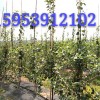 臨沂市河東區信嘉苗木種植專業合作社
蘋果新品種維納斯黃金蘋果
蘋果新品種維納斯黃金為日本前巖手大學農學部教授橫田清氏用金帥自然雜交種子播種選育的品種。2010年由日本國術專家熊谷先生引入。據專家介紹,該品種在日本很受歡迎,作為禮品果比富士價格高數倍。日本注冊名HARLIKAR,意思為時間和距離上比較遙遠,有未來和希望之意。與富士搭配的兩個顏色品種組合作為贈品極受歡迎,是蘋果界的“維納斯”,故暫命名為“維納斯黃金”。
維納斯黃金蘋果2010年由威海果茶站引自日本,2012年臨沂市河東區信嘉苗木種植專業合作社獨家引入臨沂市。果實采收成熟期在10月下旬至11月上旬,與富士采收期大致相當。果實長圓形,果皮無袋栽培為黃色,陽面淺紅色,套袋果優良。果肉黃色,較硬,肉質良好,果汁多,可溶性固形物含量15.06%,甜爽適口,有芳香味,品質極佳。均果重247g,果形指數0.94,硬度7.6Kg/cm2。該品種在日本很受消費者歡迎,價格明顯高于富士。現在蘋果產業體系,富士蘋果比更過大,品種單一化現象嚴重,不利于產業健康發展。維納斯黃金蘋果具有良好的早果、優質、豐產特性,可望成為與富士蘋果相媲美的一個劃時代新品種。
地址:山東省臨沂市河東區信嘉苗木種植專業合作社
電話:微信:13853981349      15953912102