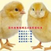 專業的青年雞供應商就在漯河_河南雞苗