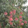 映霜紅桃樹哪里有賣的，映霜紅供應