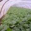 壽光PO大棚膜廠家產品信息 德州PO大棚膜