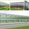智能連棟溫室大棚|山東可信賴的連棟溫室大棚建設推薦
