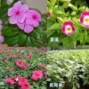 山東專業的草花生產基地——夏瑾