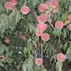 山東專業的映霜紅桃苗生產基地——環翠映霜紅桃