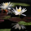 睡蓮苗_選月亮灣水生植物|石家莊市觀賞睡蓮規格