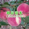 濰坊金秋紅蜜桃苗價格行情——金秋紅蜜桃苗批發