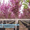 青海景觀綠化——想要實惠的苗木種植就來青海宏博農林