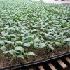 廠家直銷黃瓜育苗基質 為您推薦具有口碑的黃瓜育苗基質