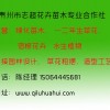 粉花亂子草價格，濰坊優惠的草花哪有賣