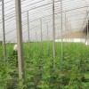 高質量的溫室大棚推薦 山東拱棚建設