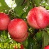 壽光桃樹苗批發 優質桃樹苗就在鑫瑞果蔬公司