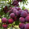 云南脆紅李苗價格批發價格