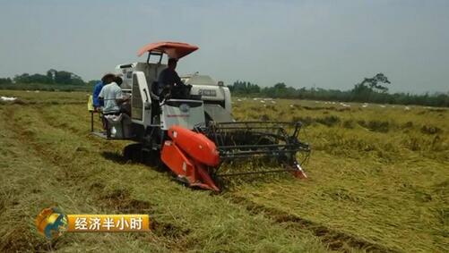 江西農大19年磨一劍培育出超級稻 增產43億公斤稻谷