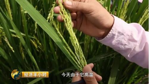 江西農大19年磨一劍培育出超級稻 增產43億公斤稻谷