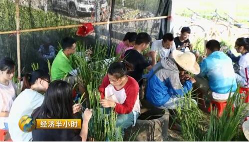 江西農大19年磨一劍培育出超級稻 增產43億公斤稻谷
