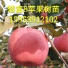 簡介: