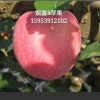 簡介: