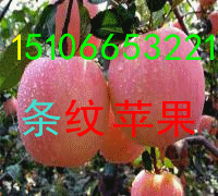山東紅將軍蘋果批發價格產地報價