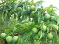 蜂糖李，嫁接蜂糖李產量，蜂糖李管理技術 (2731播放)