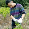 青脆李和蜂糖李的區別是什么