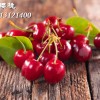 大櫻桃苗，大櫻桃樹苗，大櫻桃苗木