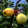 梨樹苗批發 河南梨樹苗品種價格 南陽梨樹苗批發基地