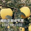 魯麗蘋果苗，水蜜桃蘋果苗，維納斯黃金蘋果樹苗