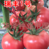 供應越冬早春耐寒西紅柿種子—瑞豐1號