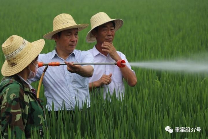 農科院團隊在查看水稻長勢。 河北硅谷農科院供圖