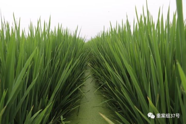 河北硅谷農科院種植水稻的“旱栽苗”。 河北硅谷農科院供圖