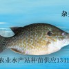 雜交太陽魚苗、雜交太陽魚水花、金邊太陽魚苗