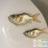 縮骨大頭魚苗、縮骨花鰱魚苗