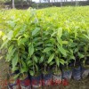 供應沉香樹苗，廣東沉香種苗基地
