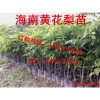 供應黃花梨樹苗，海南黃花梨種苗基地