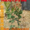 供應油茶苗、茶籽苗、廣東優質油茶樹苗