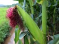 廣東:2018年國審試驗水稻玉米大豆品種申報通知