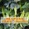 四棱豆種子批發 四角豆 揚桃豆 翼豆 瓜果蔬菜種子