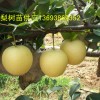 梨樹苗批發，那里梨樹苗批發便宜，河南梨樹苗批發，黃金梨樹苗