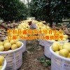 甜葡萄柚苗批發|漳州葡萄柚苗價格|臺灣紅寶石葡萄柚子苗